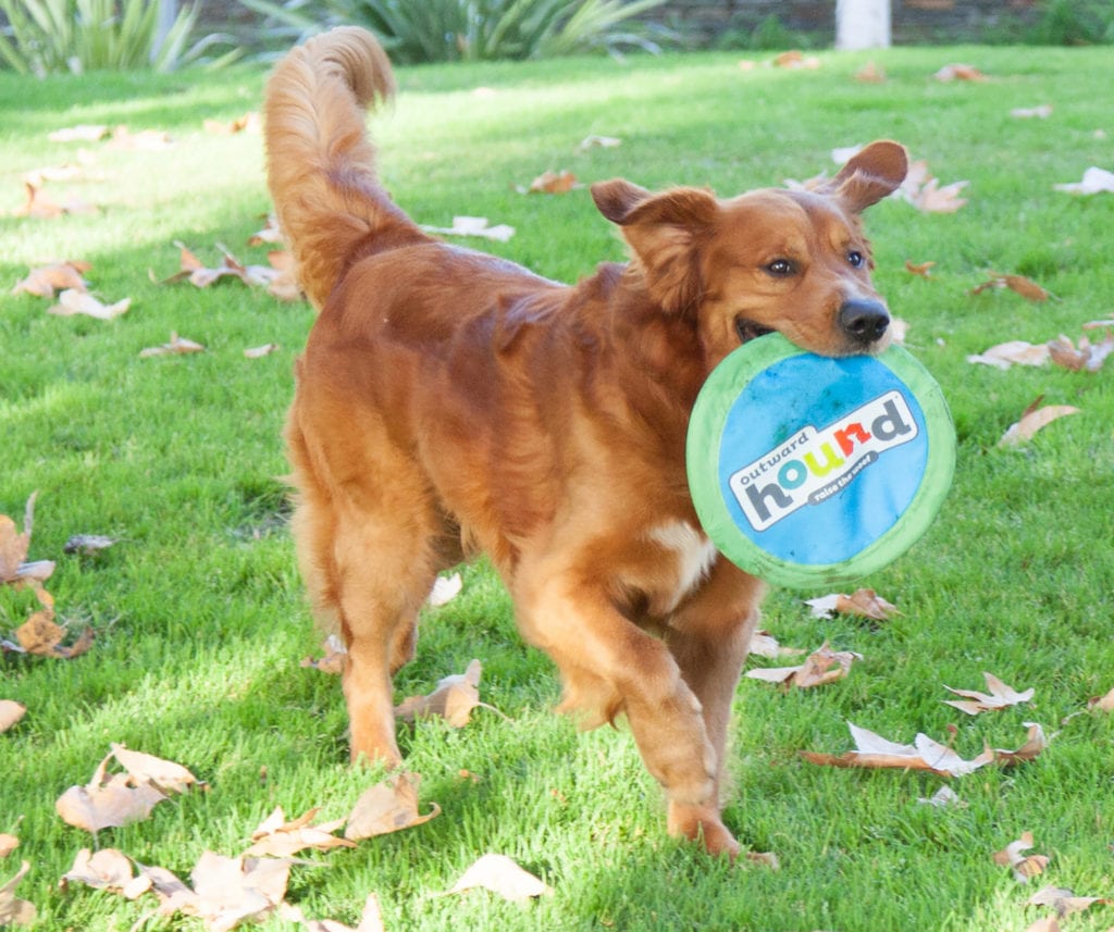 dog playing fetch with frisbee