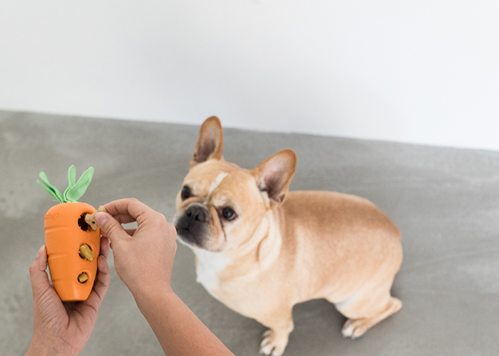 Keep Your Frenchie Entertained: The Top 5 Best Toys for French Bulldogs! 