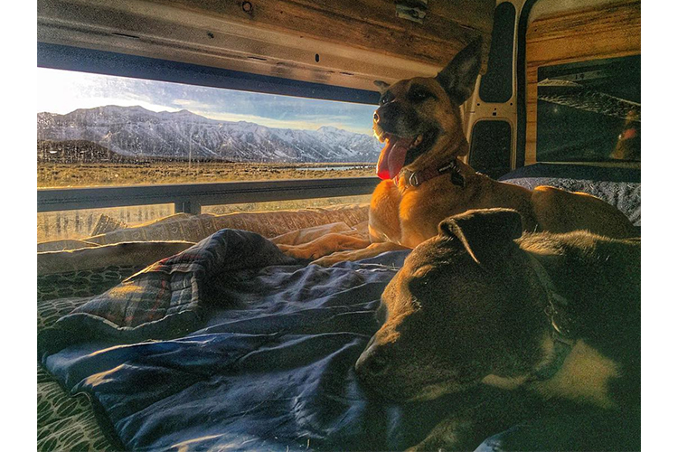 van life with a dog