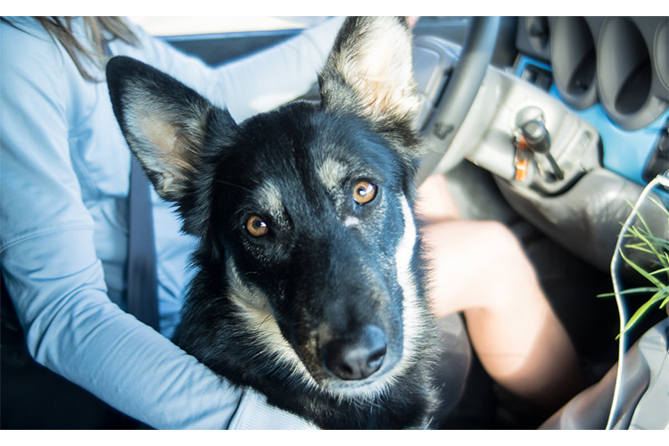 van life with a dog