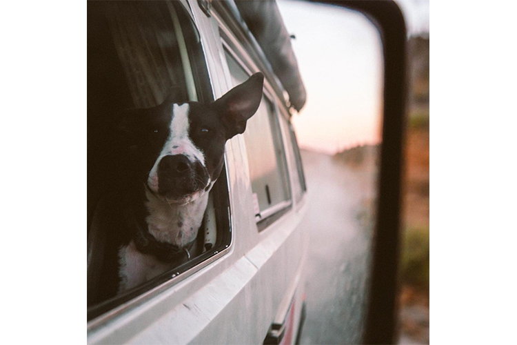 van life with a dog