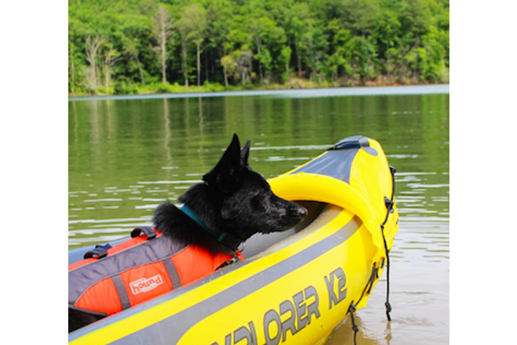 are dog life jackets necessary