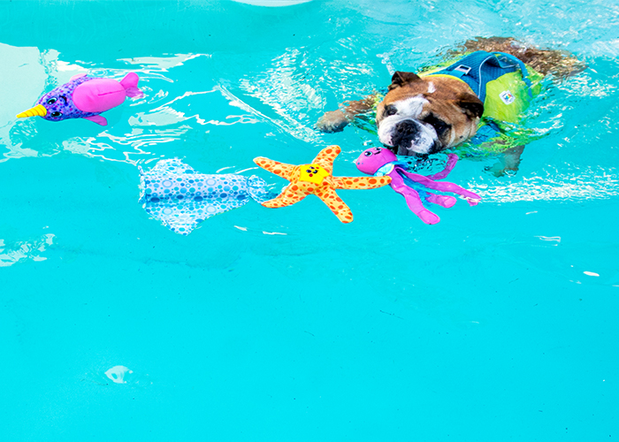 floaty dog toy, water toy, dog toy, dog water toy