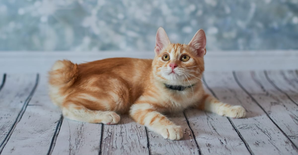 7 Unique-Looking Cat Breeds