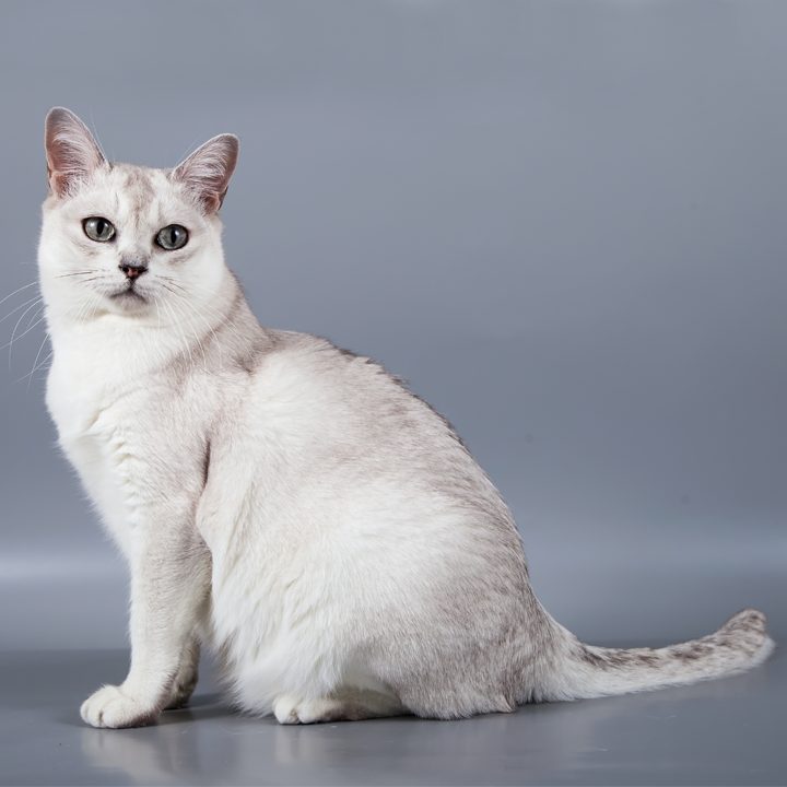 Rare Burmilla cat breed