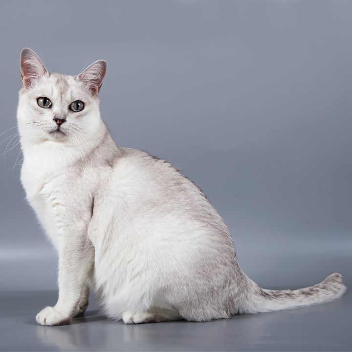 Endangered domestic best sale cat breeds