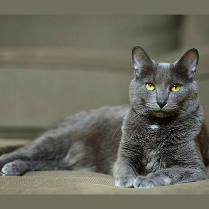 Cat Breeds At Risk of Extinction: The 13 most rare breeds of beautiful cat  in the world - including the gorgeous Korat cat breed