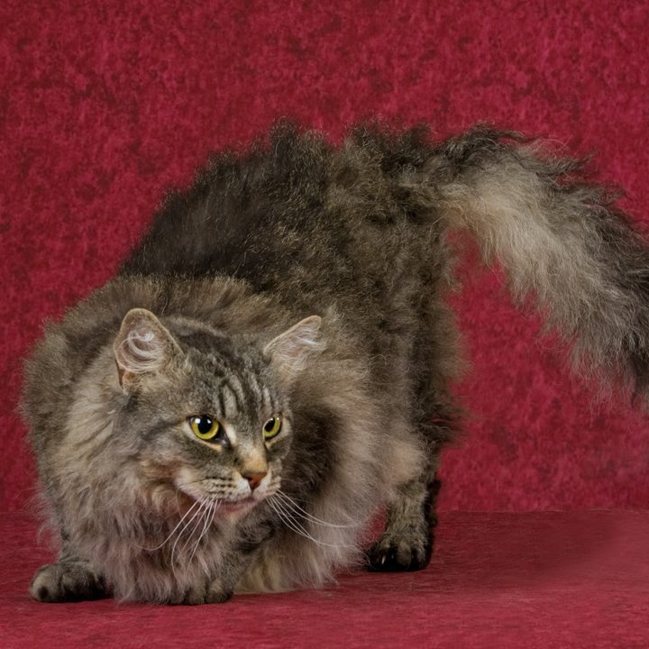 Rare LaPerm cat breed