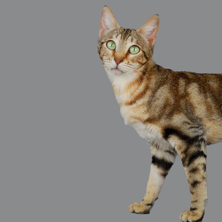 Rare Sokoke cat breed