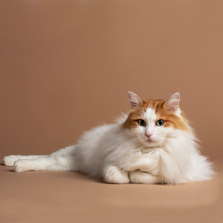 Fluffy white store and orange cat