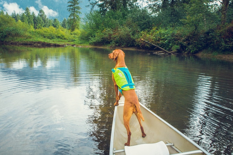Dog wearing a life jacket boating on a lake