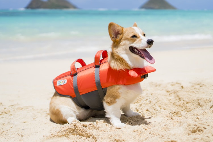 funny dog life jacket