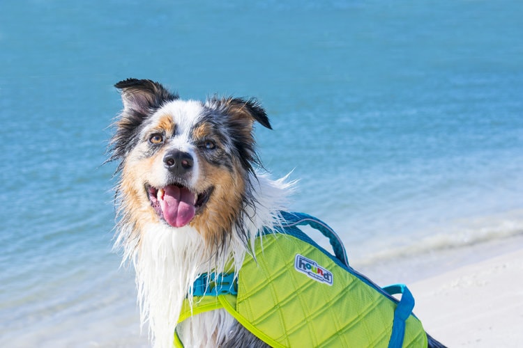 outward hound dawson dog life jacket