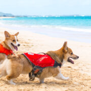 two corgis wearing dog life jackets