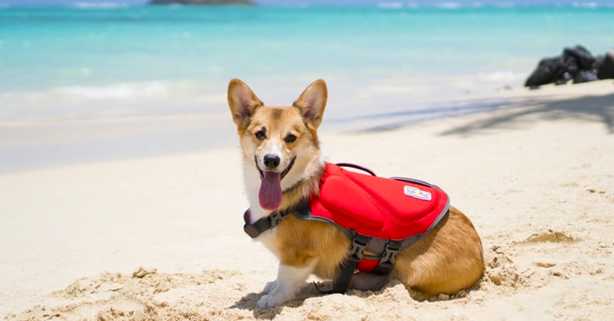 This corgi is wearing the Outward Hound Dawson Swim dog Life Jacket