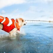 dog-wearing-a-lifejacket dog life jacket