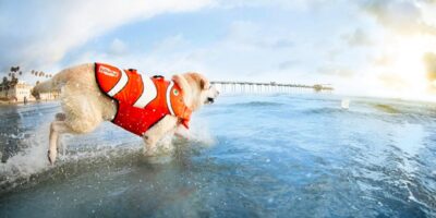dog-wearing-a-lifejacket dog life jacket