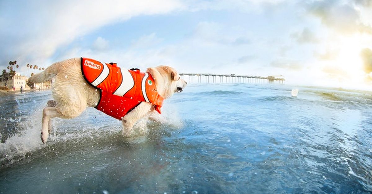 10 Reasons Why Your Dog Needs a Dog Life Jacket
