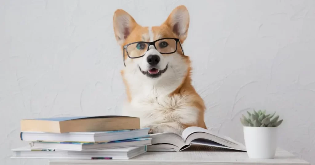 dog iq test corgi wearing glasses