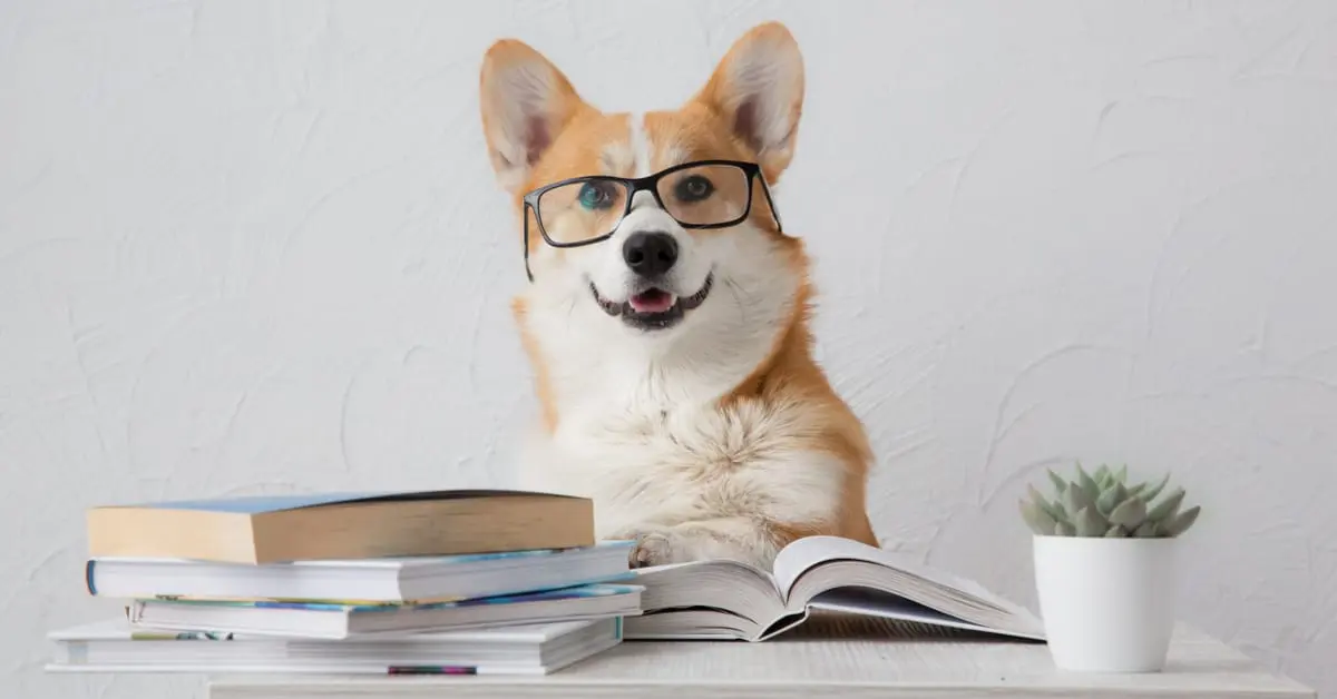 Dog IQ Test: How Smart Is Your Dog?