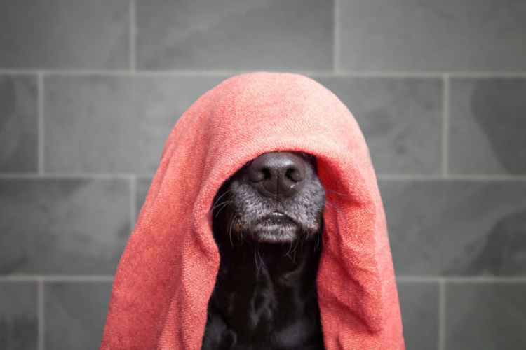 hund med handduk som täcker huvudet