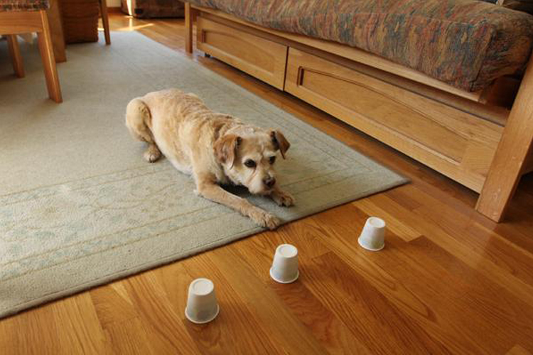 Hund verwirrt von drei Leckerlibechern