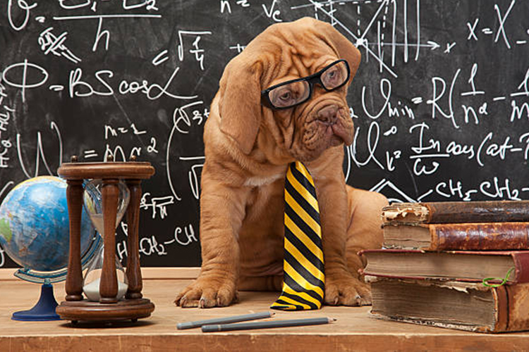 DOG IQ TEST | HOW SMART IS YOUR DOG 