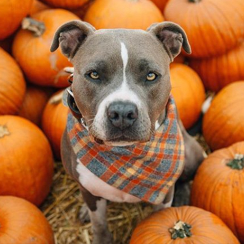 dog and pumpkins