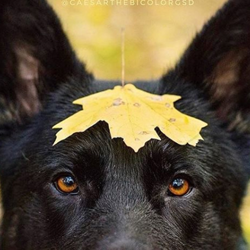 dog with leaf on head