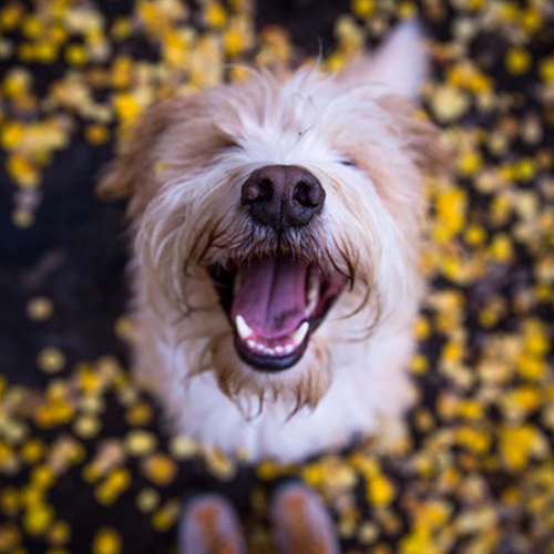 happy dog ready for fall
