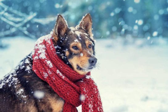 When Do Dogs Get Cold In Winter Conditions | Outward Hound