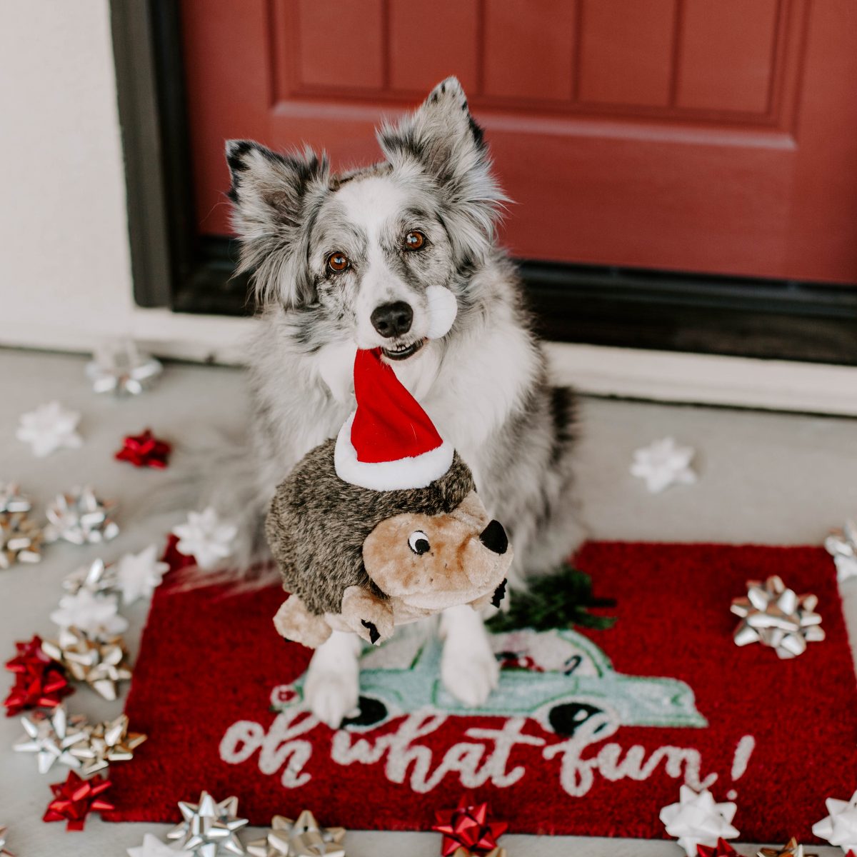 2022 Holiday Gift Guide: Christmas Gifts for Dogs