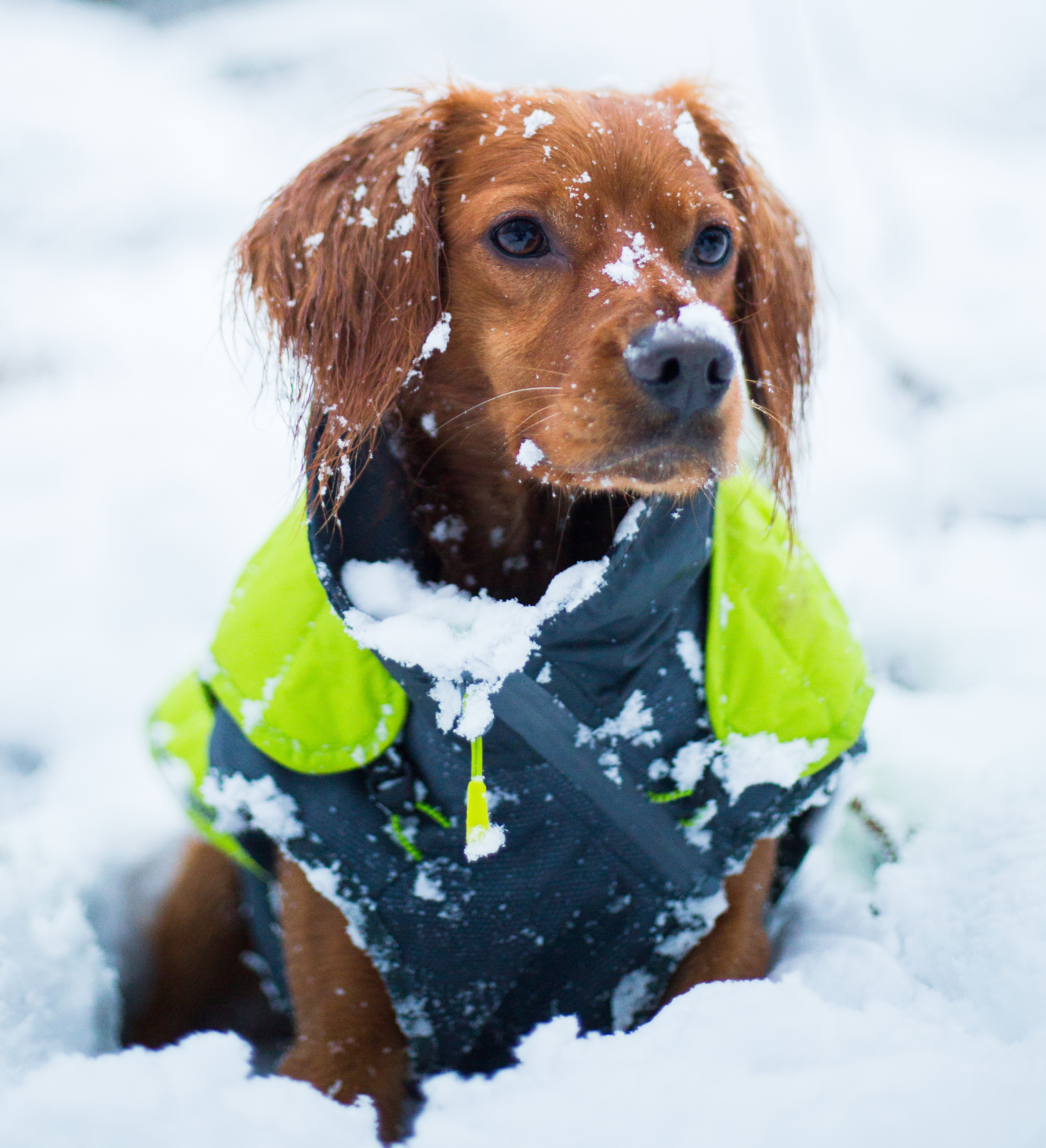 How to Keep Your Furry Friend Warm This Winter