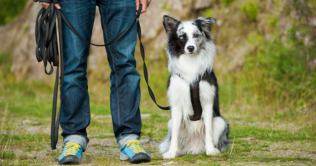 What Education Does A Dog Trainer Need