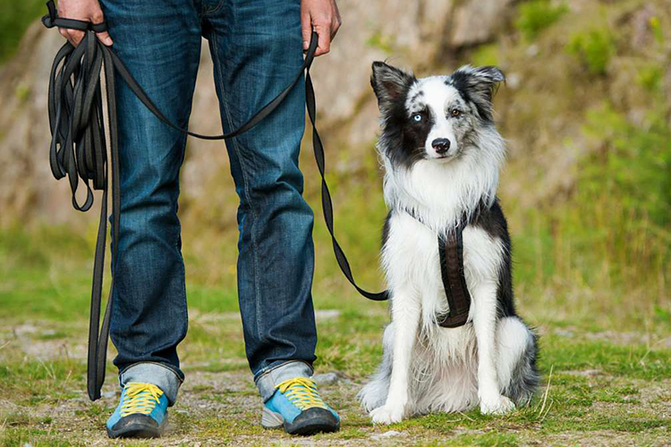 dog behaviourist