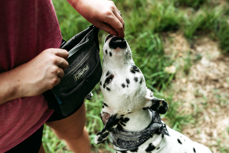 person training their dog