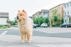 fluffy dog on street