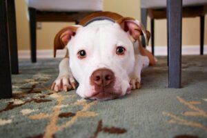 Dog laying on rug under table