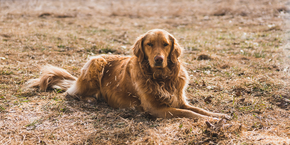 one ingredient dog treats