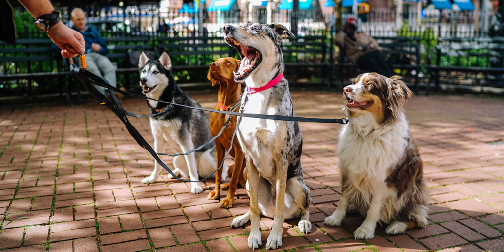four dogs on leashes sitting on brick ground