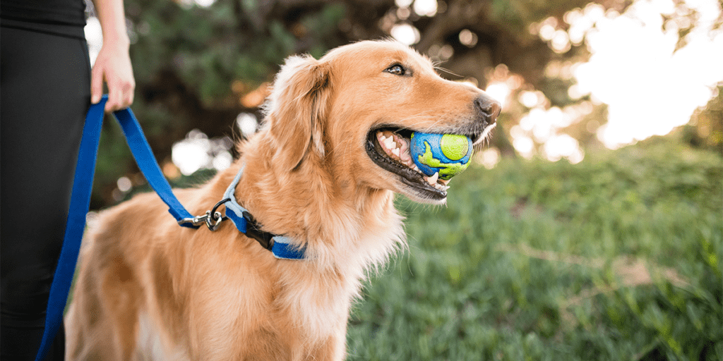  golden retriever on leash with blue and green ball in mouth