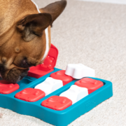 small brown and white dog playing with red, white, and blue puzzle toy
