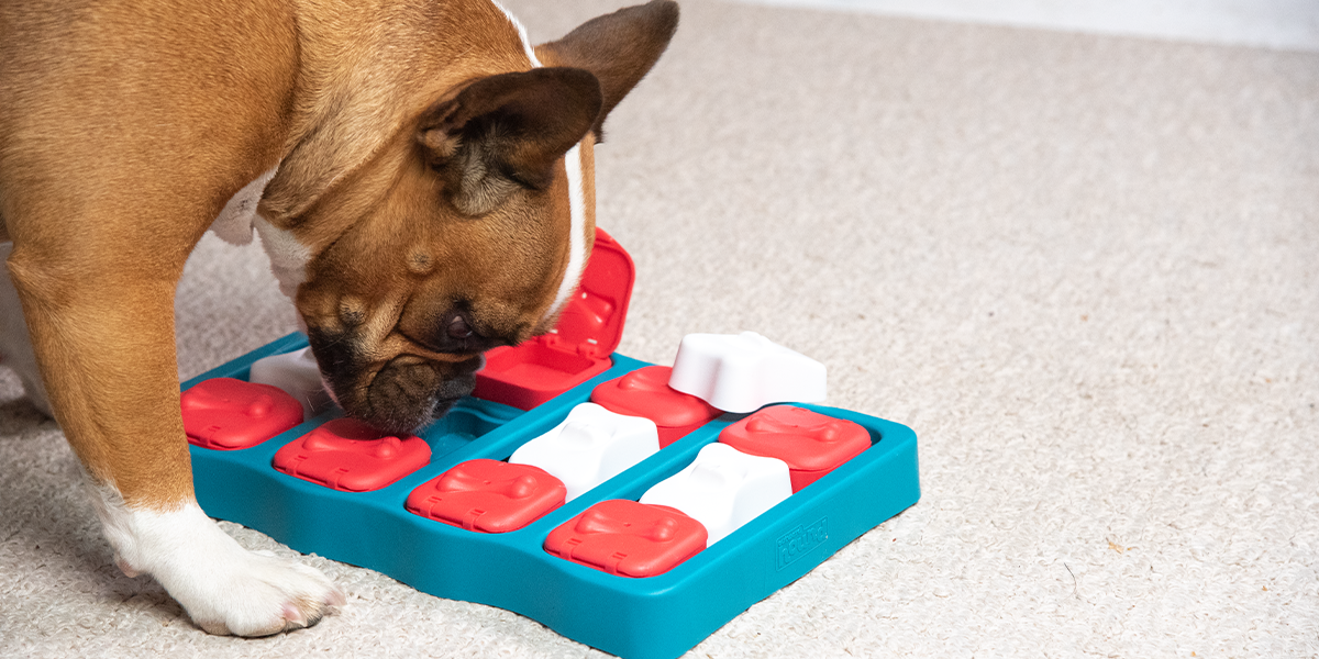 small brown and white dog playing with red, white, and blue puzzle toy