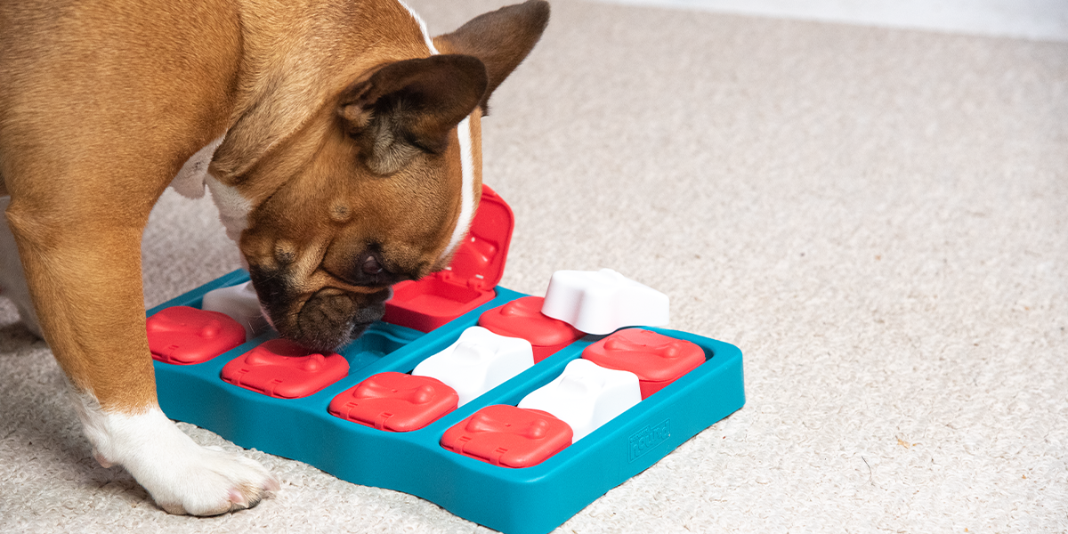 Let the Games Begin! Dog Games and Puzzles for Mental Stimulation