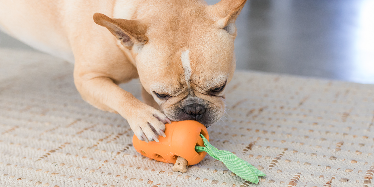 small brown dog with orange carrot interactive dog toy