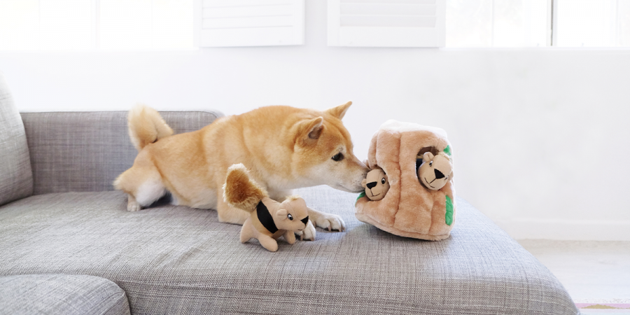 small dog playing with interactive dog toy