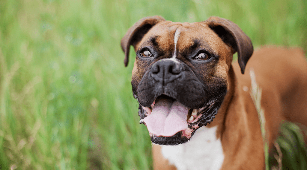BROWN AND WHITE DOG SMILING IN GRASS