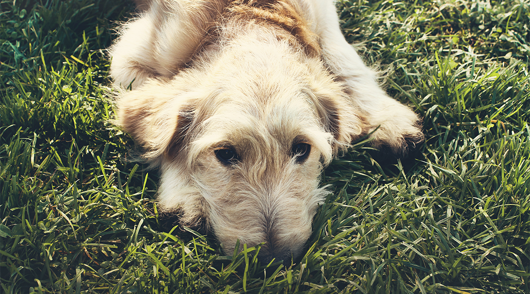 dog laying in grass