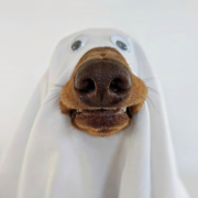 brown dog wearing sheet as ghost costume