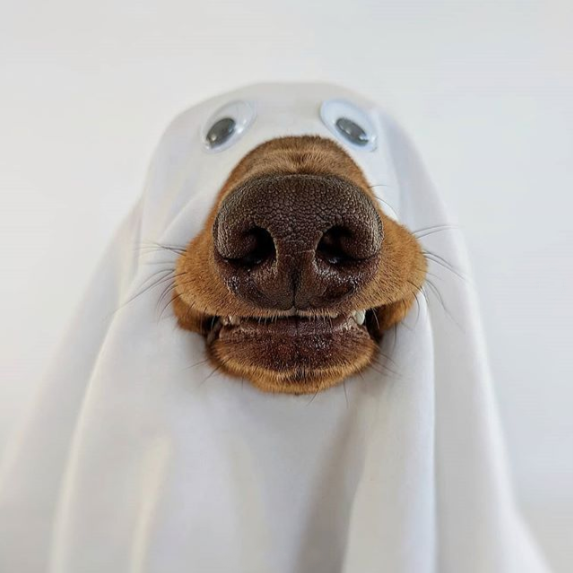 BROWN DOG WITH WHITE SHEET COVERING IT. DOG IN GHOST COSTUME FOR HALLOWEEN